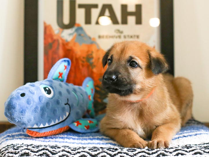 chinook puppy